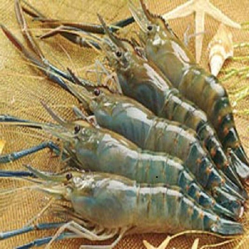 Làng tôm ... tỷ phú